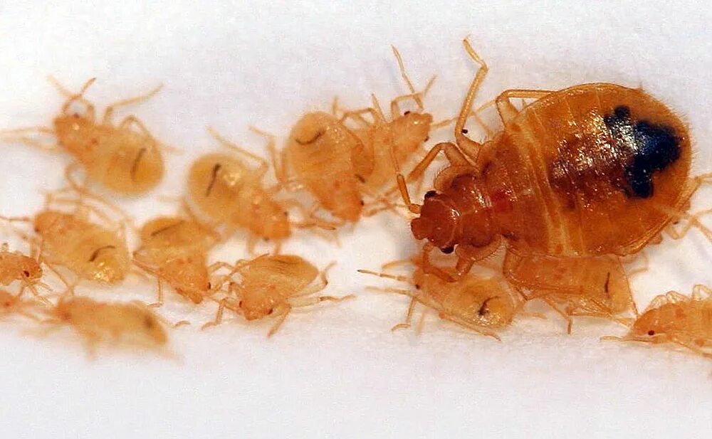 Личинки квартирных клопов. Яйца и личинки постельного клопа. Яйца и личинки постельного клопа. Как выглядят личинки клопов постельных. Постельный клоп личинка.