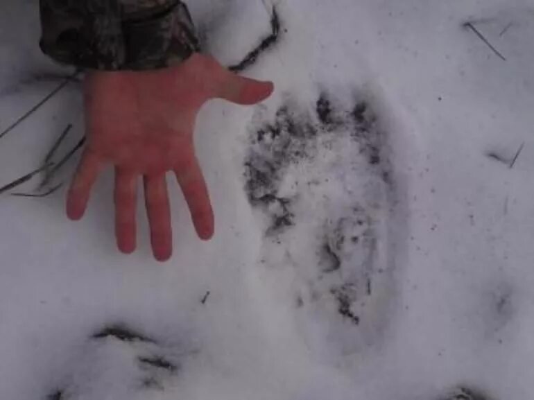 Следы медведя на снегу. Медвежьи следы на снегу. Следы медведя зимой. След волка.