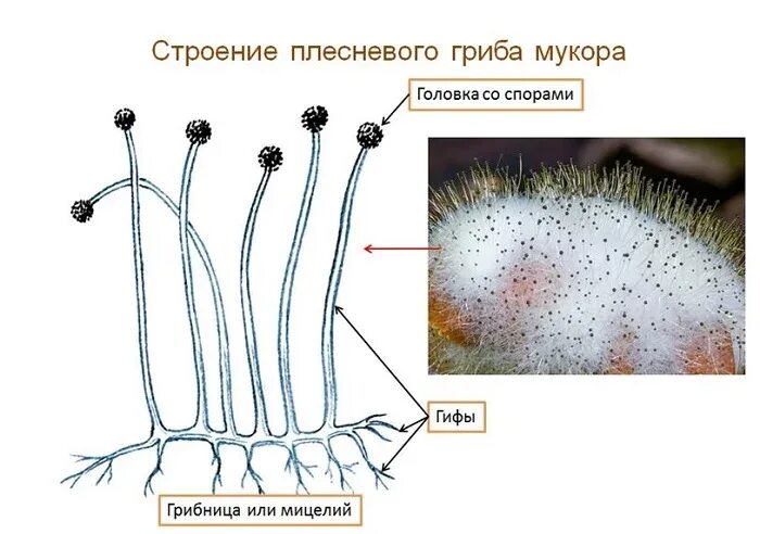 Споры низших грибов. Строение плесневых грибов мукор. Строение мицелия мукора. Строение клеток плесневых (мицелиальных грибов).. Строение плесневого гриба мукора.