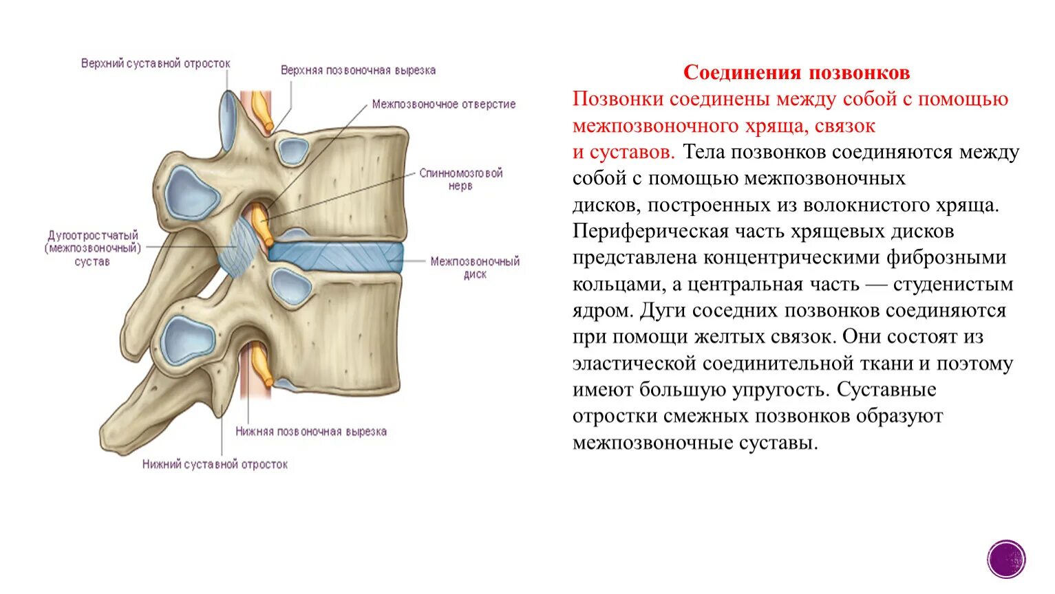 Соединение суставных отростков позвонков. Суставные отростки позвонков соединяются. Соединения между позвонками анатомия. Соединение костей позвоночника анатомия.