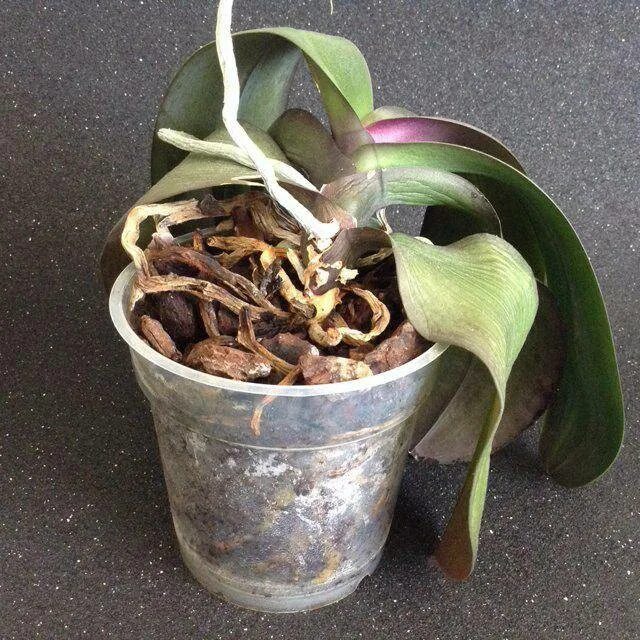 Орхидея фаленопсис реанимация. Фузариоз орхидей фаленопсис.