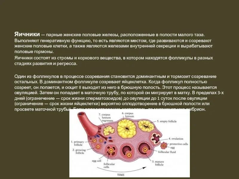 Гормоны после удаления яичника. Железы созревания в яйцеклетке. Процесс созревания яйцеклетки. Женская половая железа яичник.