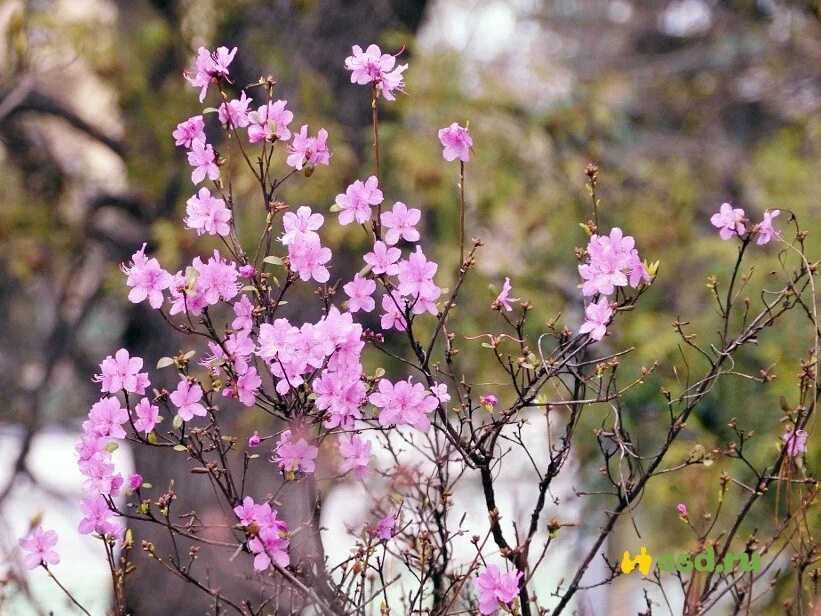 Рододендрон Даурский. Рододендрон Даурский куст. Багульник. Багульник Сибирский.