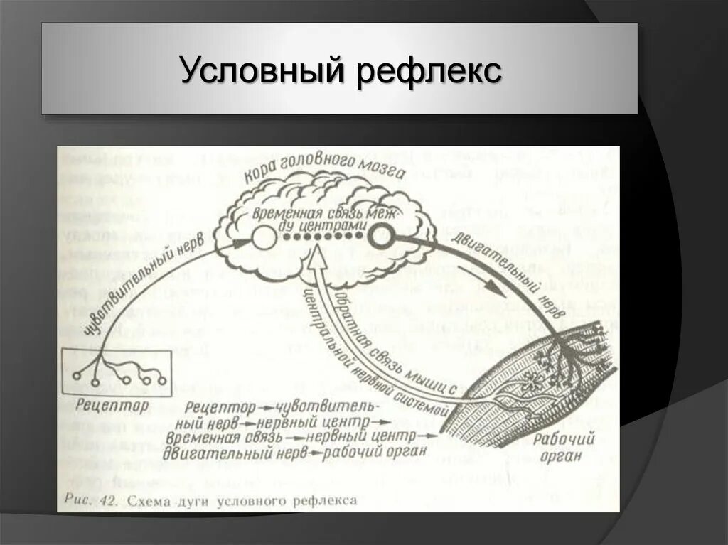 Стадии рефлекса. Схема дуги условного рефлекса по Павлову. Рефлекторная дуга условного рефлекса схема. Строение дуги условного рефлекса. Рефлекторная дуга Павлова схема.