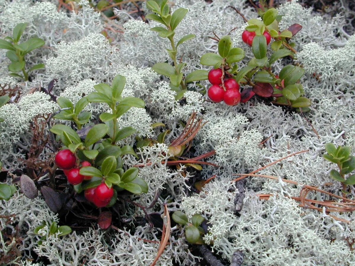 Сбор дикоросов янао тундра. Клюква, морошка, брусника, голубика. Ягель тундра грибы. Северная тундровая брусника. Брусника черника голубика.