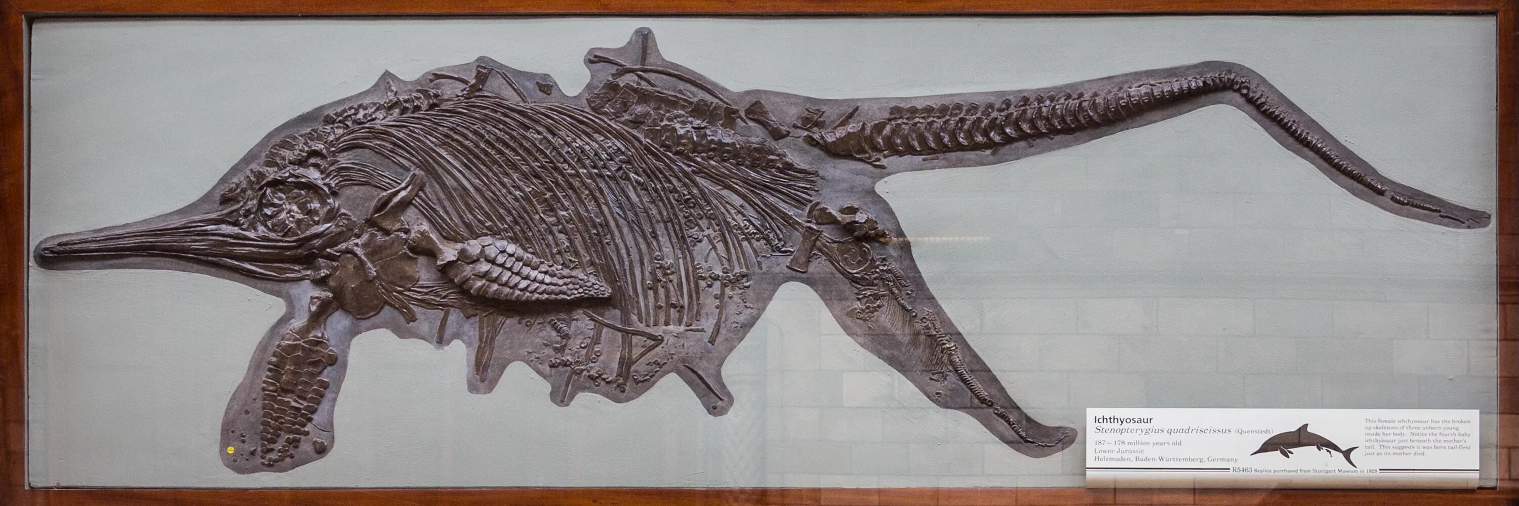 На рисунке изображен майаспондил вымершая рептилия. Ихтиозавр окаменелость. Ихтиозавр Гектора. Скелет ихтиозавра. Ихтиозавр окаменелость Чили.