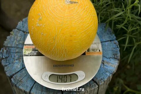 Дыня весит 2 1 5