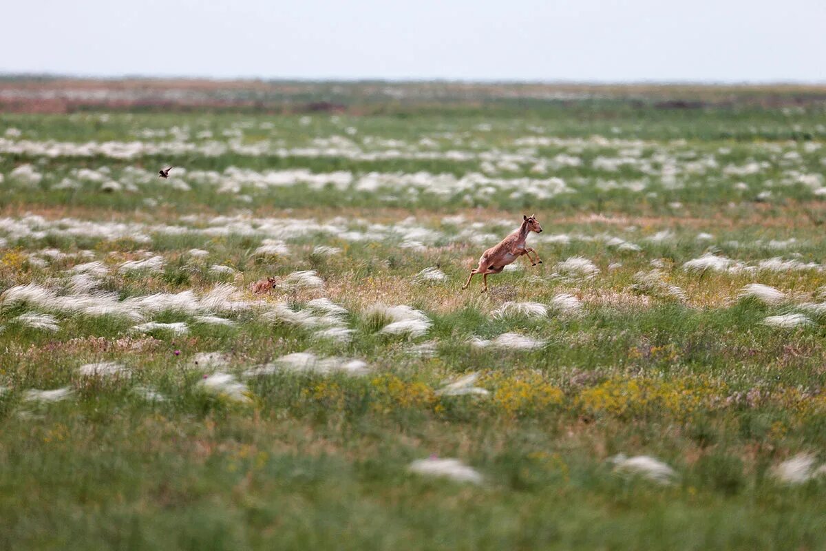 животные степи весной. степь с животными. заяц русак в волго-ахтубинской пойме. ростовский заповедник сайгак. оренбургский степной заповедник.