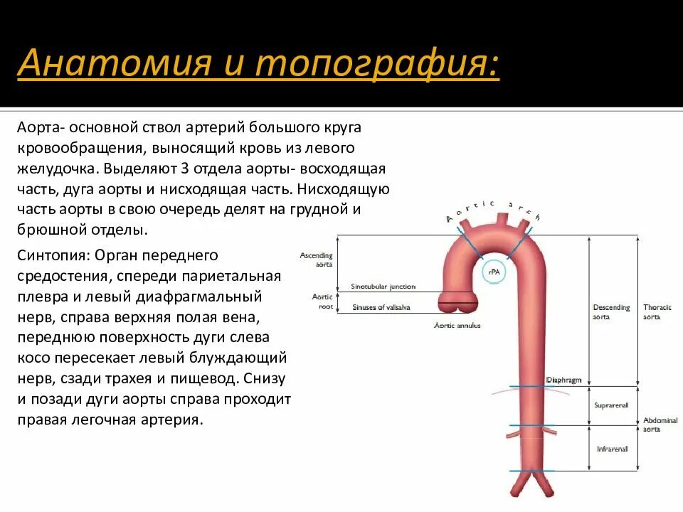 В аорте и крупных артериях находятся специализированные