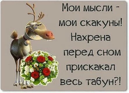 Мои мысли мои скакуны