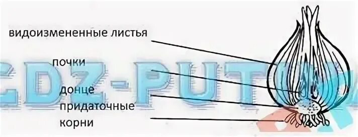 Видоизменение побегов лабораторная биология 6 класс
