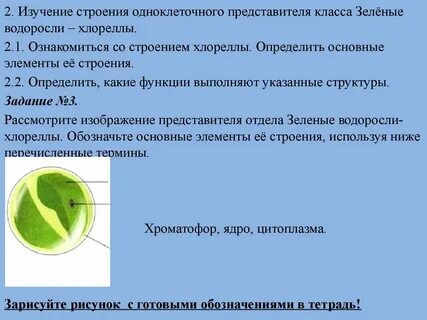 Размер зеленых водорослей