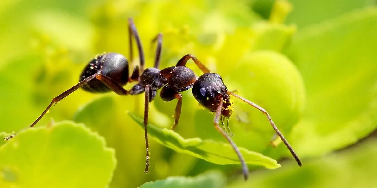 Божья коровка пчелы. Насекомые муравей. Насекомые муравей для детей. Стрекоза и муравей. Муравей фото.