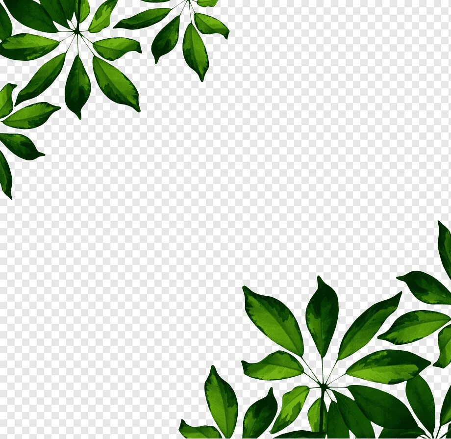 Border leaves