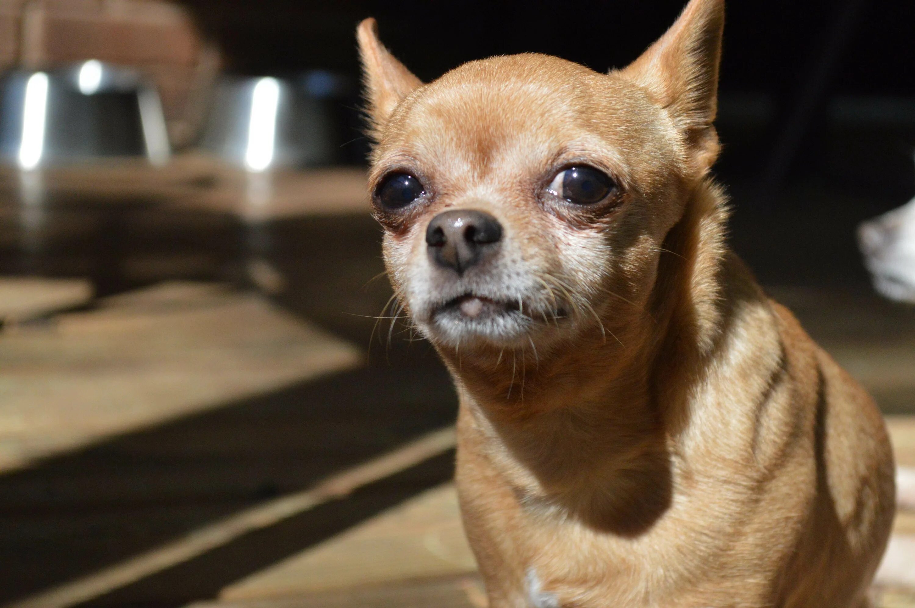 Собака чихуахуа. Порода собак чихуахуа. Носик чихуахуа. Китайская чихуахуа. Можно ли собаку чихуахуа