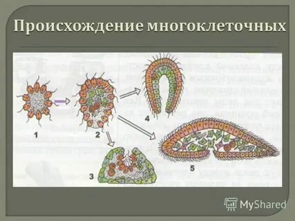 Индивидуальное развитие многоклеточных организмов