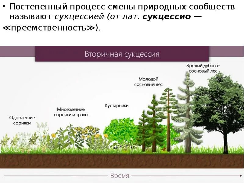 Этапы смены растительного сообщества. Схема вторичной экологической сукцессии. Экологическая сукцессия первичная сукцессия вторичная сукцессия. Вторичная экологическая сукцессия. Сукцессия смешанного леса.