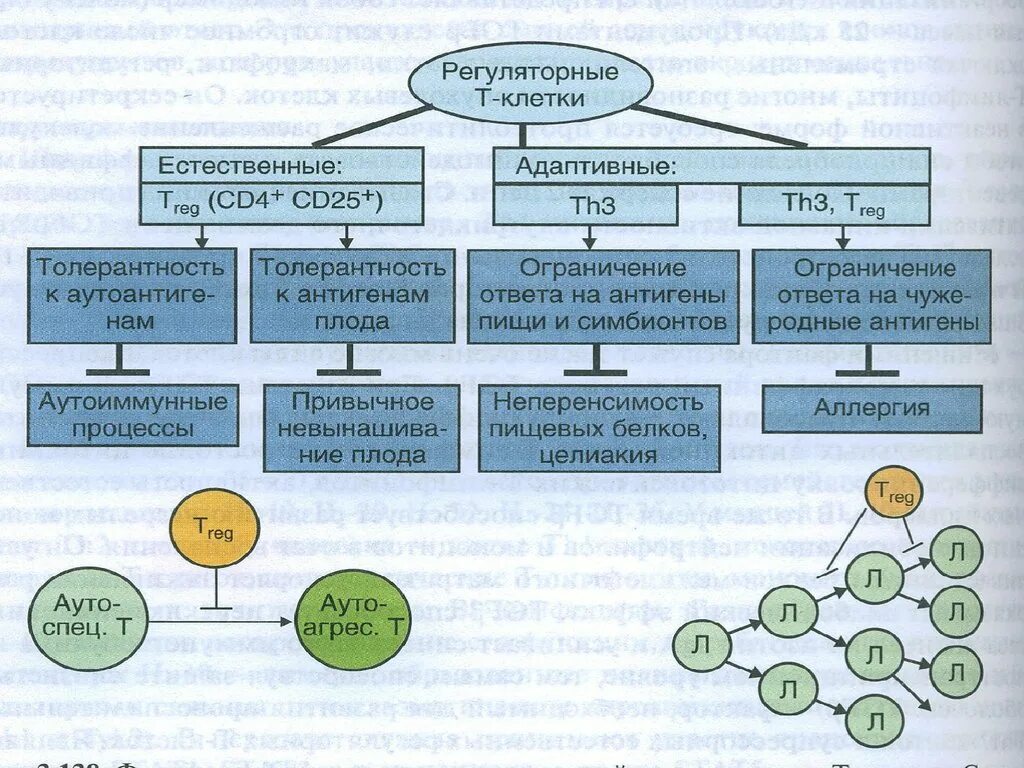 Регуляторные т клетки