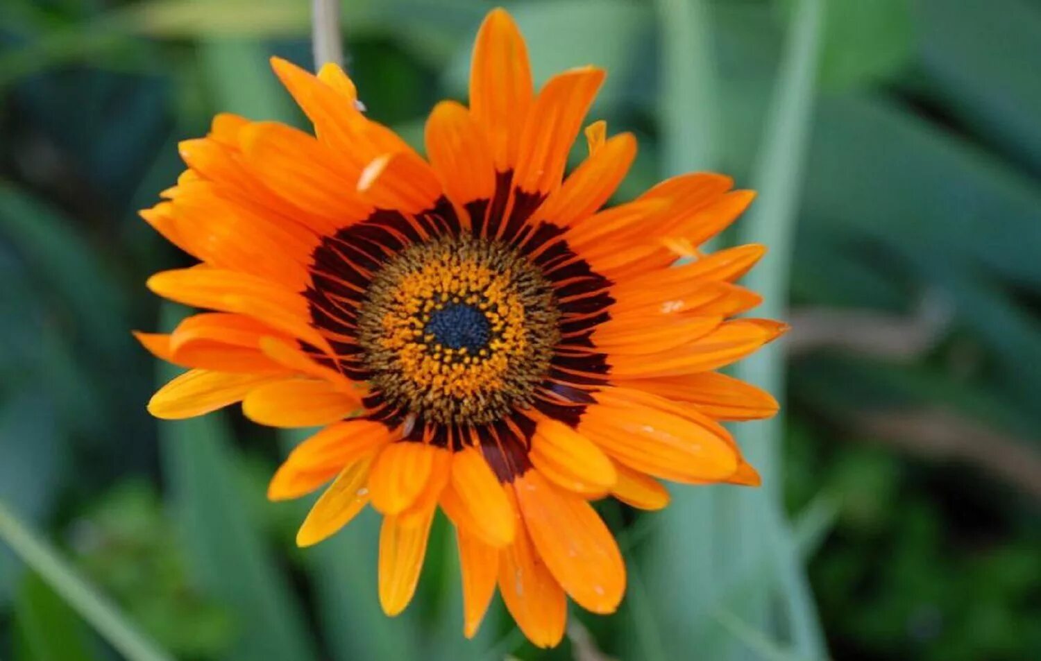 Венидиум принц зулу. Венидиум принц зулу. Венидиум амаретто. Венидиум пышный оранжевый. Хризантема килеватая.