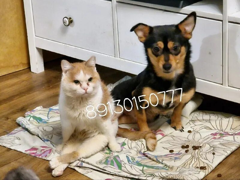 дари добро приют новосибирск. дари добро приют новосибирск.