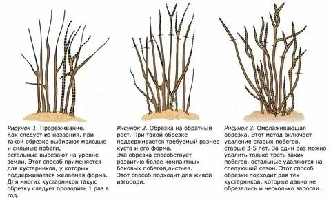 Как обрезать крыжовник осенью схема