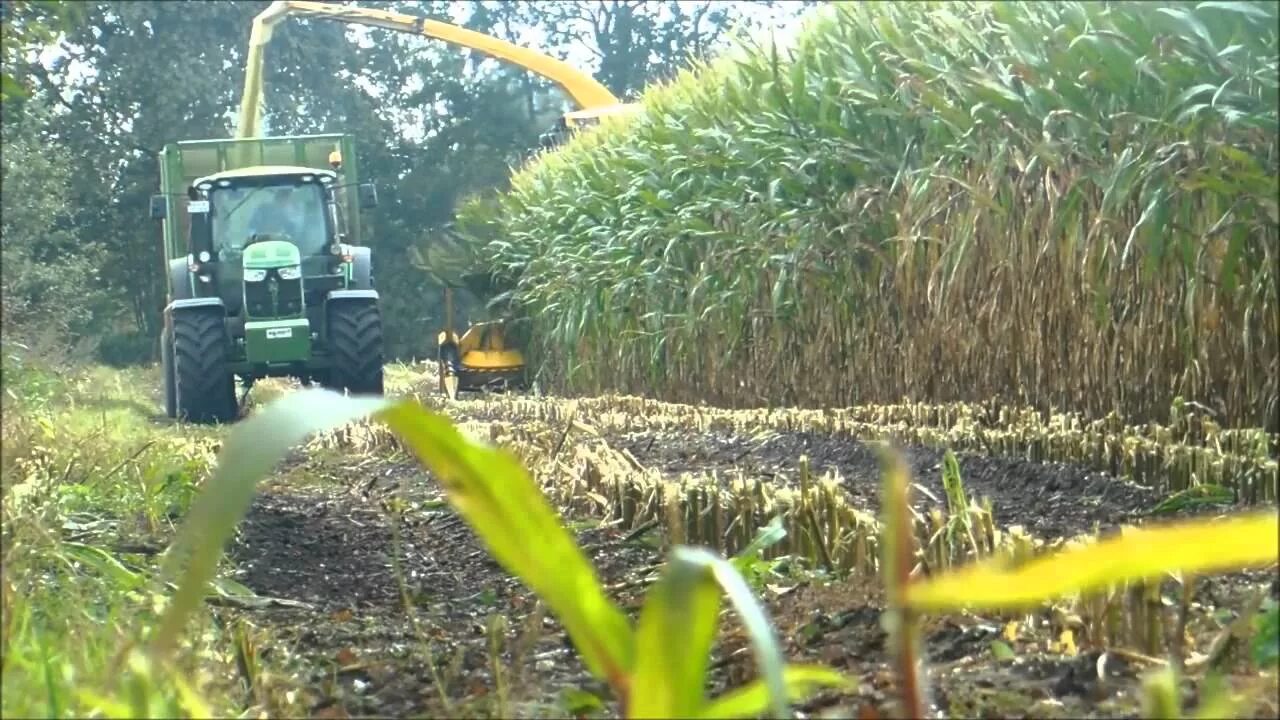 Технология уборки кукурузы на силос. Возделывание кукурузы на силос. Уборка кукурузы на силос фаза. Силосные траншеи кукурузы.