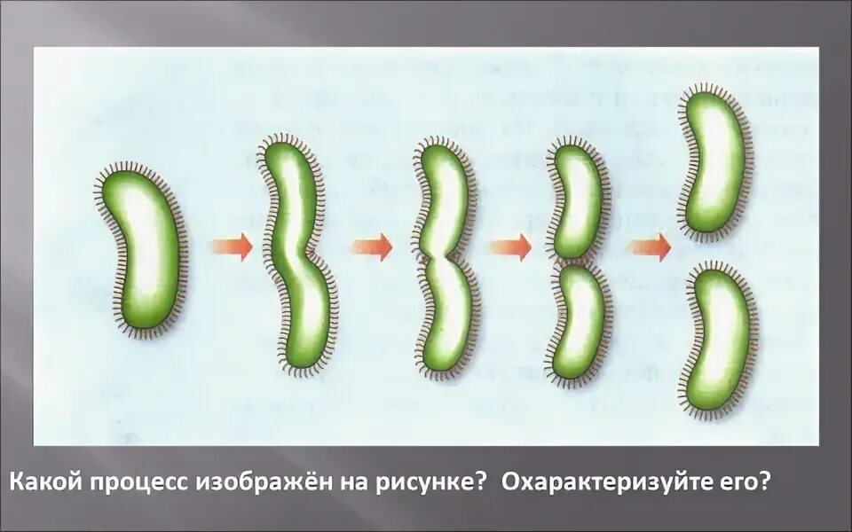 Процесс жизнедеятельности изображен на рисунке. Какой процесс изображен на рисунке?. Какой процесс изображён на рисунке бактерии. Какой процесс изображён на рисунке охарактеризуйте его. Процессы бактерий.