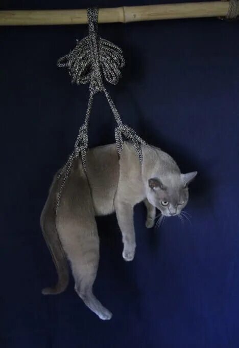 Повешенные кошки. Кот на веревке. Кошка с веревкой. Связанная кошка. Связанный кот веревками.