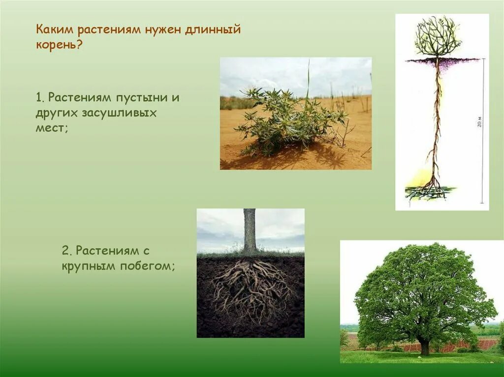 Длинные корни какая природная зона. Корни растений пустыни. Длинные корни пустынных растений. Корневая система растений пустыни. Длинные корни растений в пустыне.