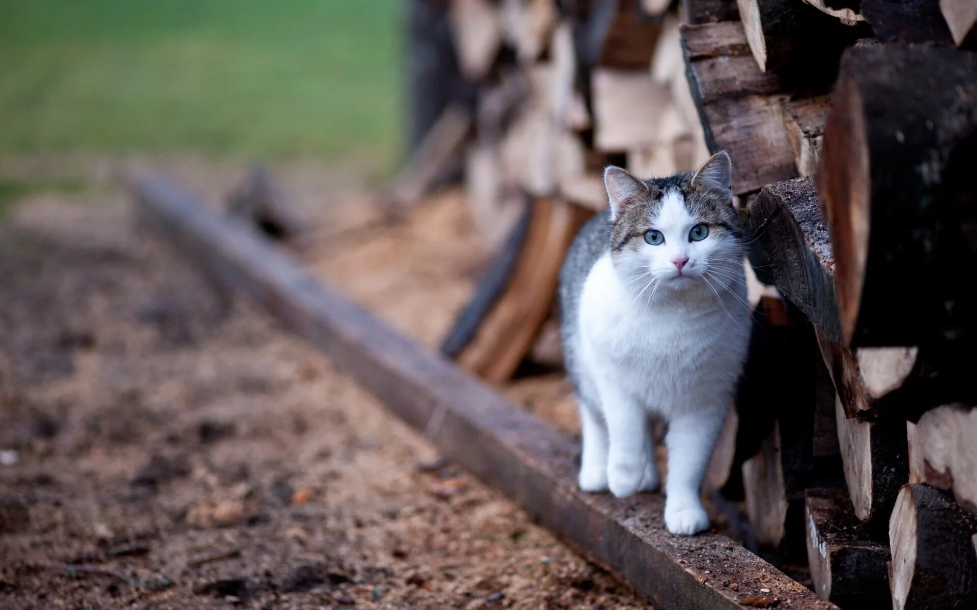 Прогулка кошки