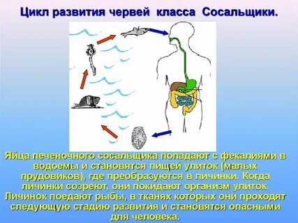Цикл червей паразитов