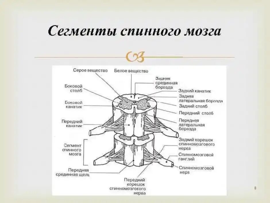 Схема сегмента спинного мозга поперечный разрез. Строение спинного мозга вид спереди. Строение сегмента спинного мозга анатомия человека. Спинной мозг анатомиясигменты.