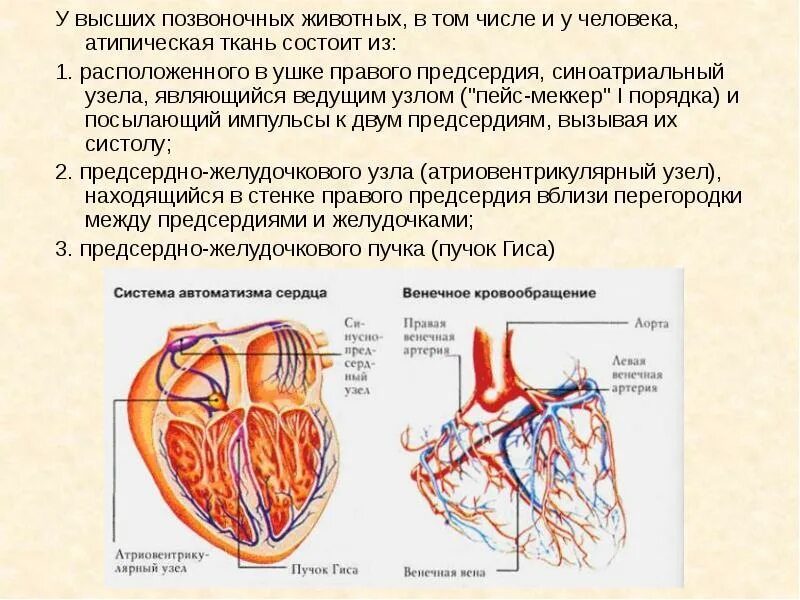 Сердце человека состоит из 2 предсердий. Атипическая ткань сердца. образования атипической ткани, обеспечивающие автоматизм сердца. сердце животных состоит. артерия синатриального узла.