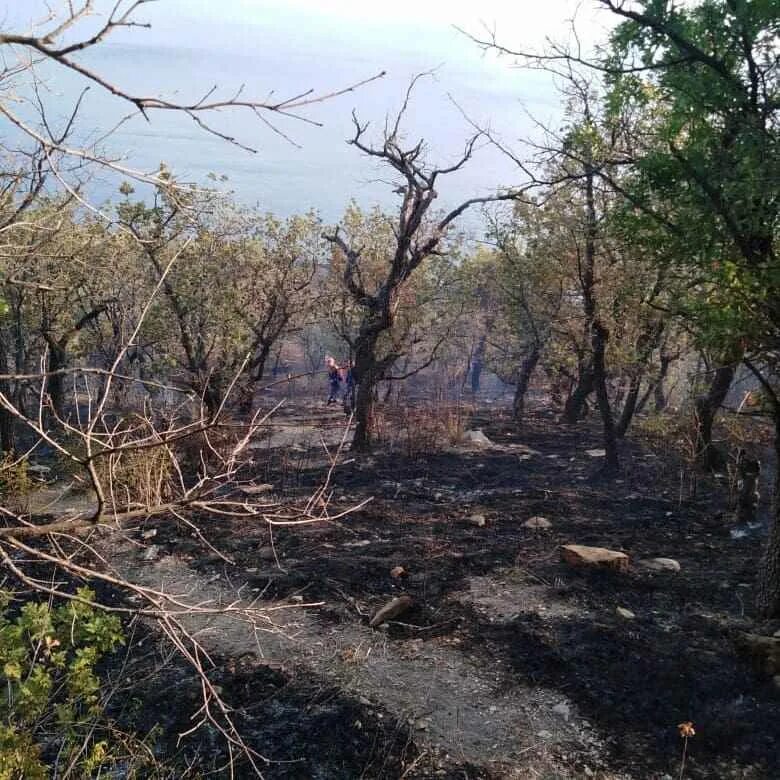 В лесу новороссийска. Гора колдун мысхако. новороссийск гора колдун пожар. гора колдун в новороссийске. леса новороссийска.
