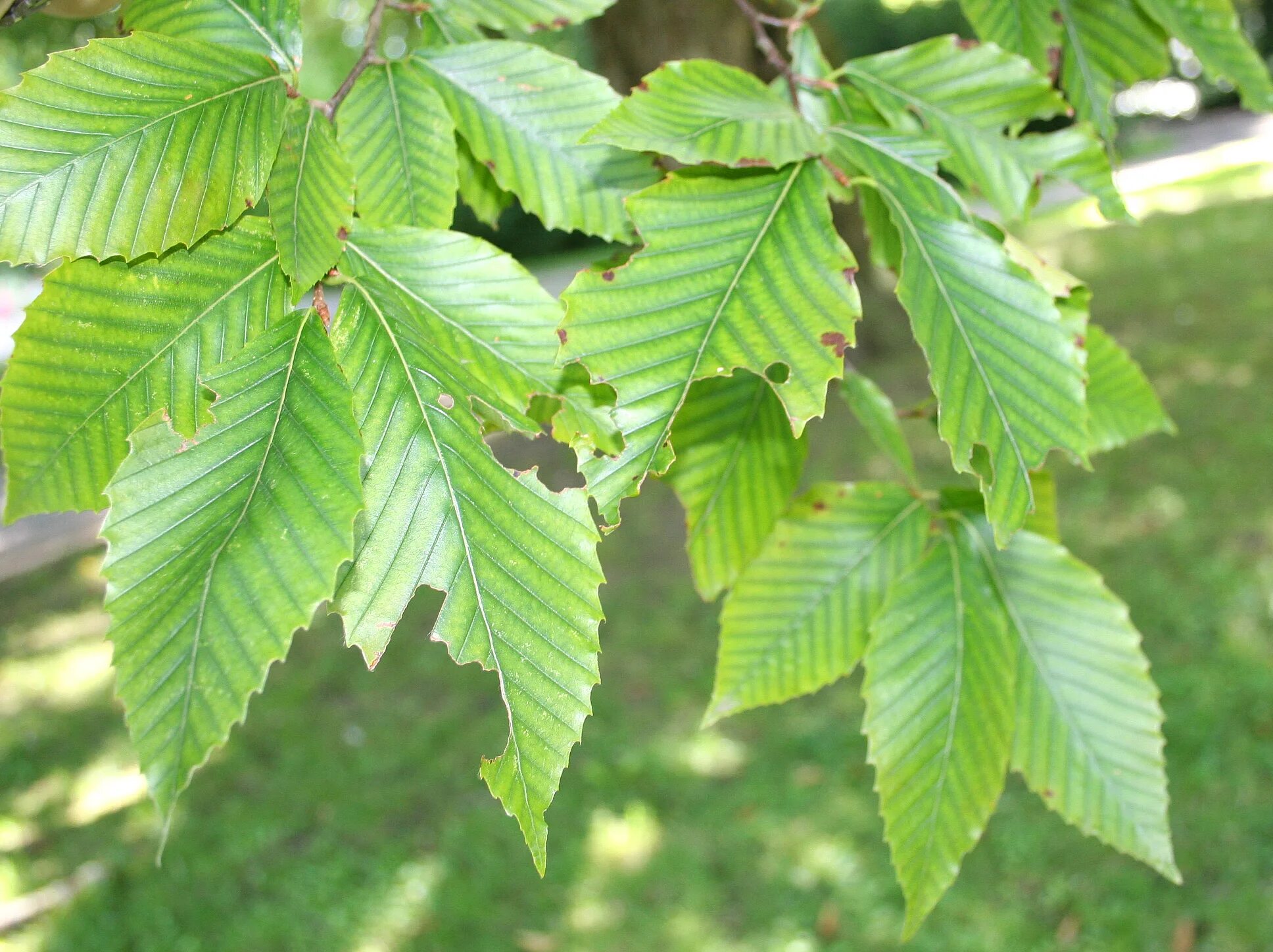 Бук обыкновенный (fagus sylvatica). Листья бука. Бук крупнолистный. Бук лесной листья. Бук дерево листья.