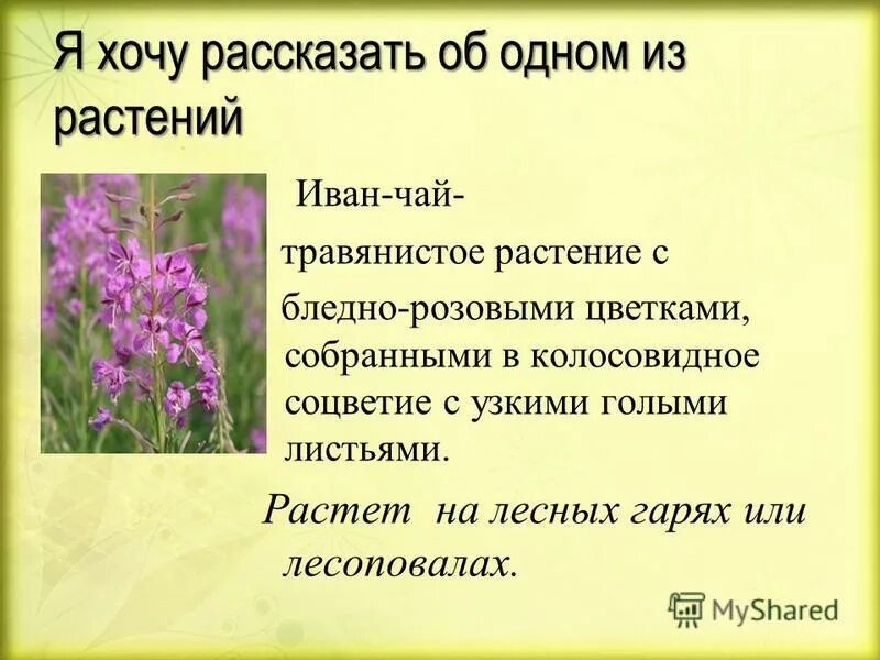 Какие цветы знаешь назови