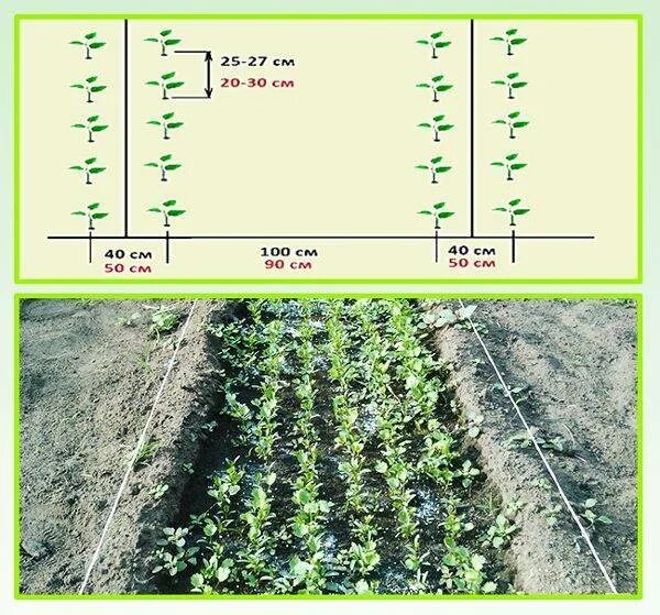 Схема посадки баклажан в открытый грунт. Схема посадки баклажан в открытом грунте. Схема высадки баклажан в открытый грунт. Схема посадки баклажан в открытый грунт рассадой. Расстояние между огурцами при посадке