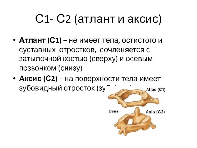 Тело позвонка шейного. Аксис 2 шейный позвонок. Строение позвонка Атлант и эпистрофей. Шейные позвонки Атлант и эпистрофей. Эпистрофей позвонок анатомия человека.