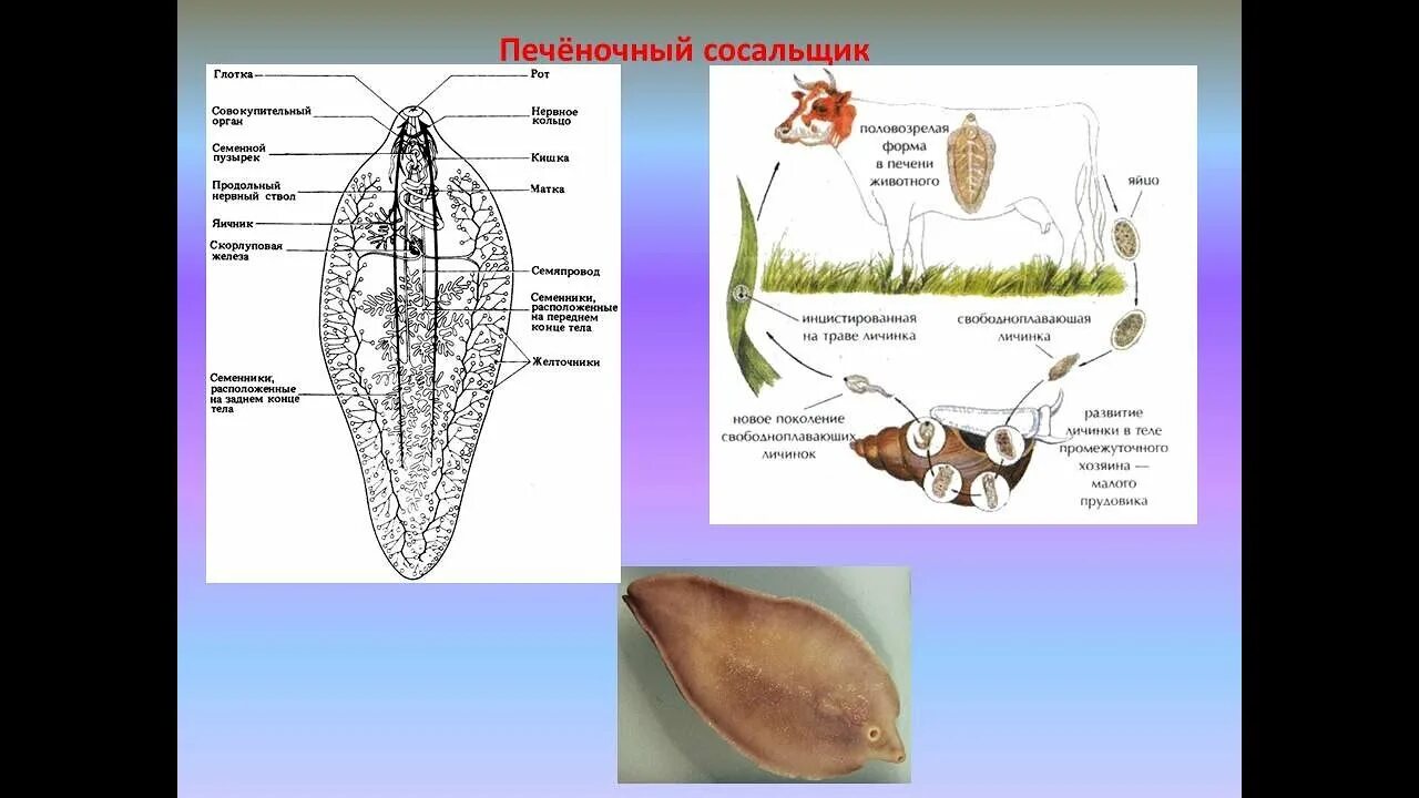 Марита печёночногго сосальщика. Цикл печеночного сосальщика рисунок ЕГЭ. Плоских червей печеночный сосаль. Цикл печеночного сосальщика биология. Системы органов сосальщиков