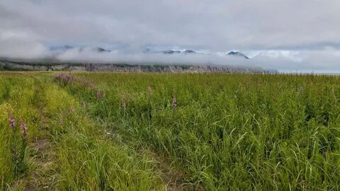 Russian field