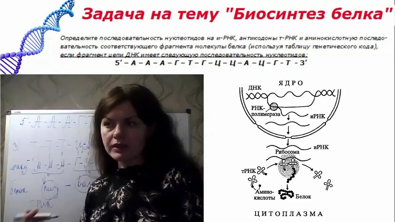 Как решать 27 задание биология. Задачи по биологии егэ. синтез белка егэ биология. биосинтез белка егэ биология. задачи на синтез белка егэ биология.