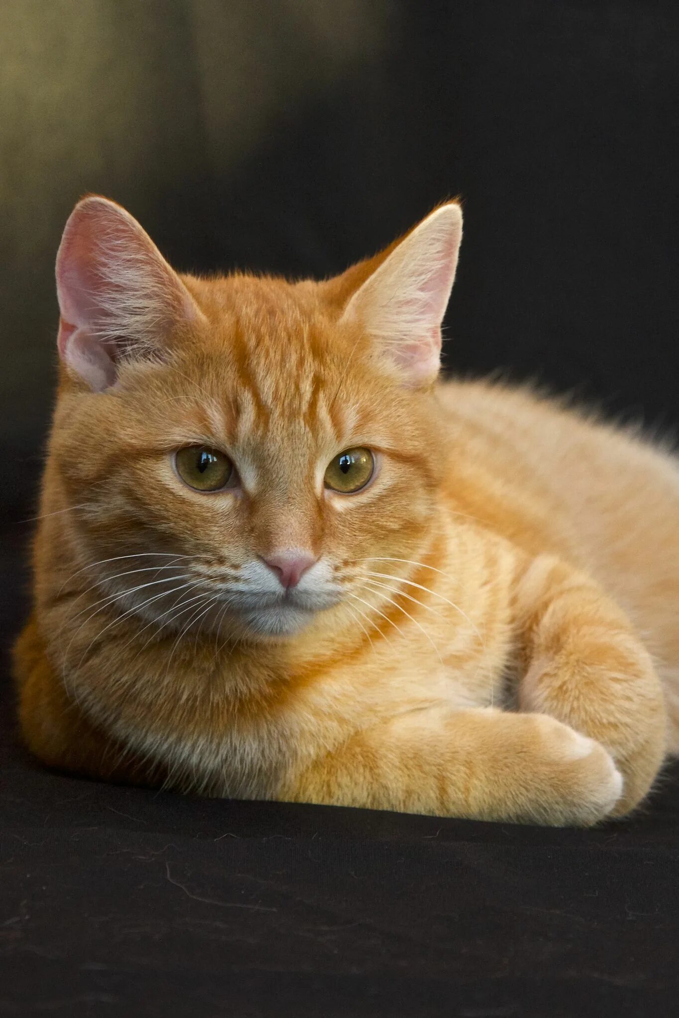 Рыжие породистые коты. Макрелевый табби рыжий. Сибирский гладкошерстный рыжий кот. Европейская короткошерстная табби рыжий. Цейлонская короткошерстная кошка рыжая.