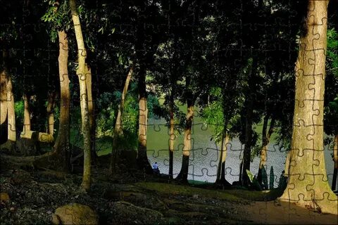 Forest lot