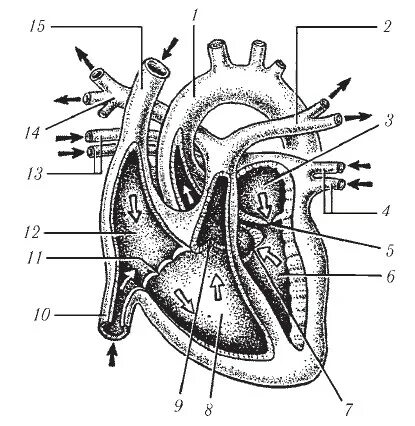 Обозначьте рисунок строение сердца. Строение сердца черно белый рисунок. Схема строения сердца бесчелюстного. Строение и работа сердца» чёрно белый рисунок. Какими цифрами обозначены на рисунке полые вены.