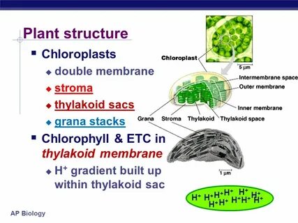 Plant structure