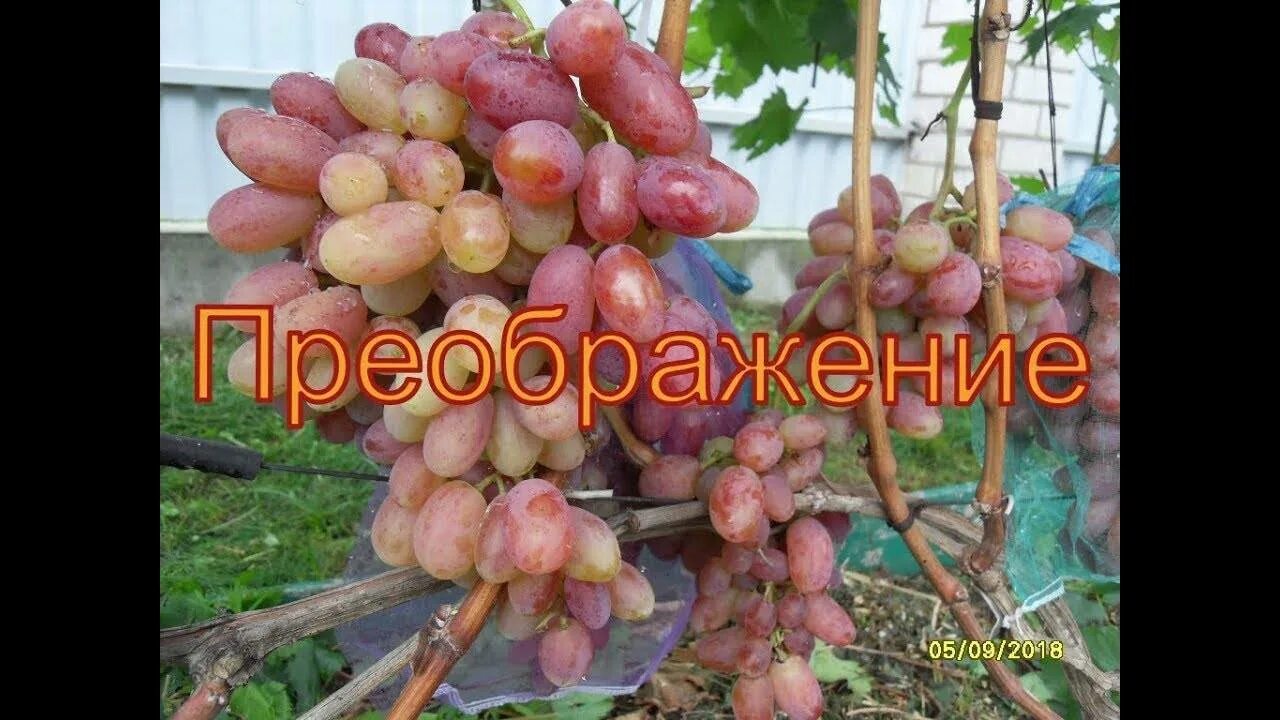 Виноград преображение описание сорта отзывы видео. Сорт винограда преображение. сорт винограда преображенский. виноград преображение морозостойкость.