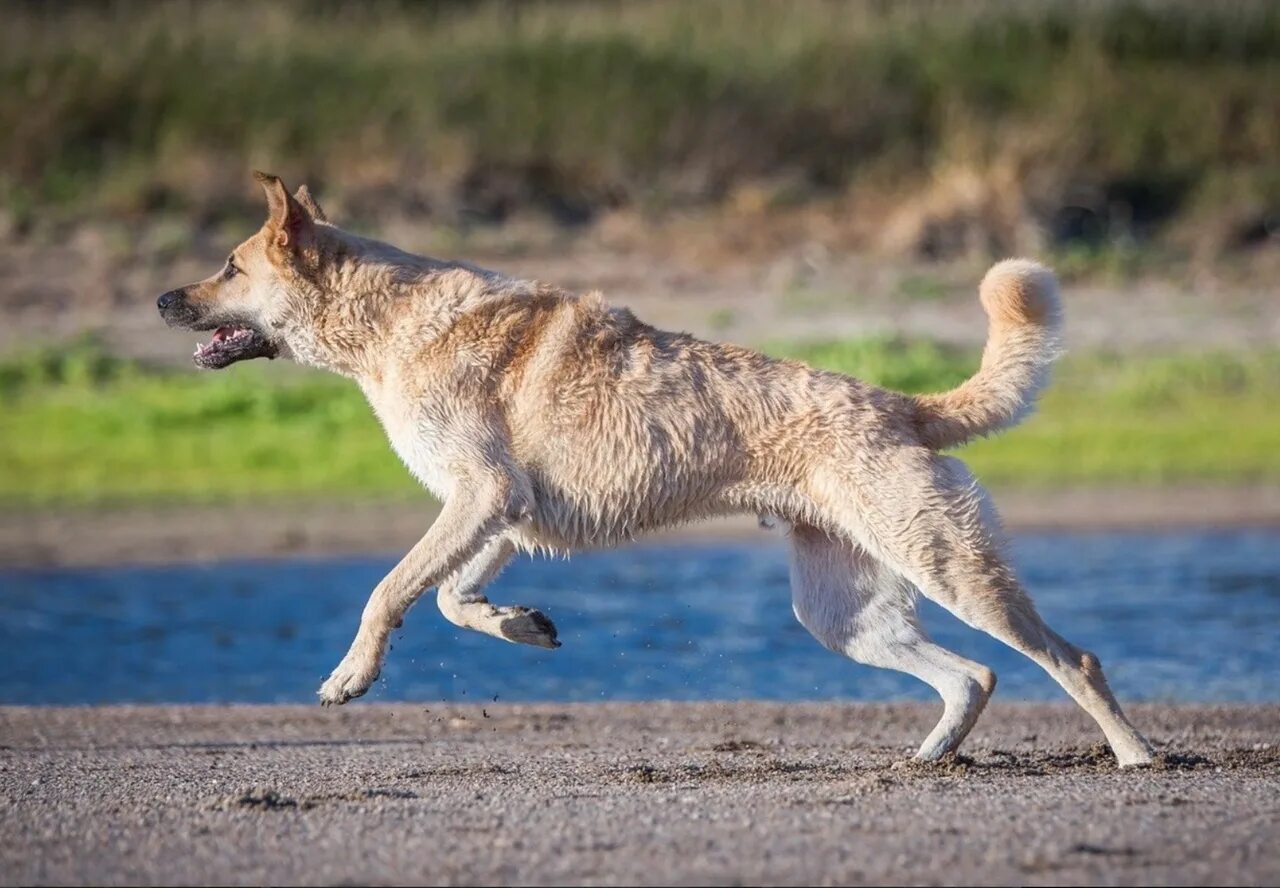 Собака бежит. Собака в движении. Бег с собакой. Собака убегает. Run like dog