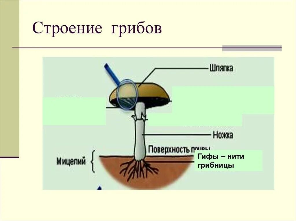 Мицелий гриба гиф. Строение гриба мицелий. Строение мицелия грибов. Строение грибницы мицелия. Строение грибов мицелий гифы.