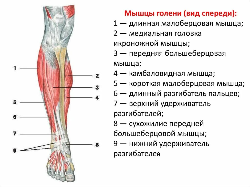 Области нижней конечности. Строение мышц ноги спереди. Анатомия мышц голени передняя группа. Строение мышц на ноге спереди человека. Строение икроножной мышцы спереди.