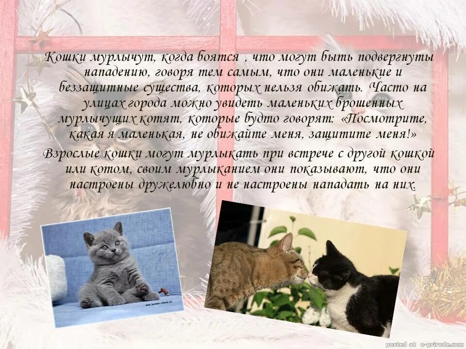 Почему котята мурчат. Почему коты мурлыкают. Почему мурлычат котята. Как урчат кошки.